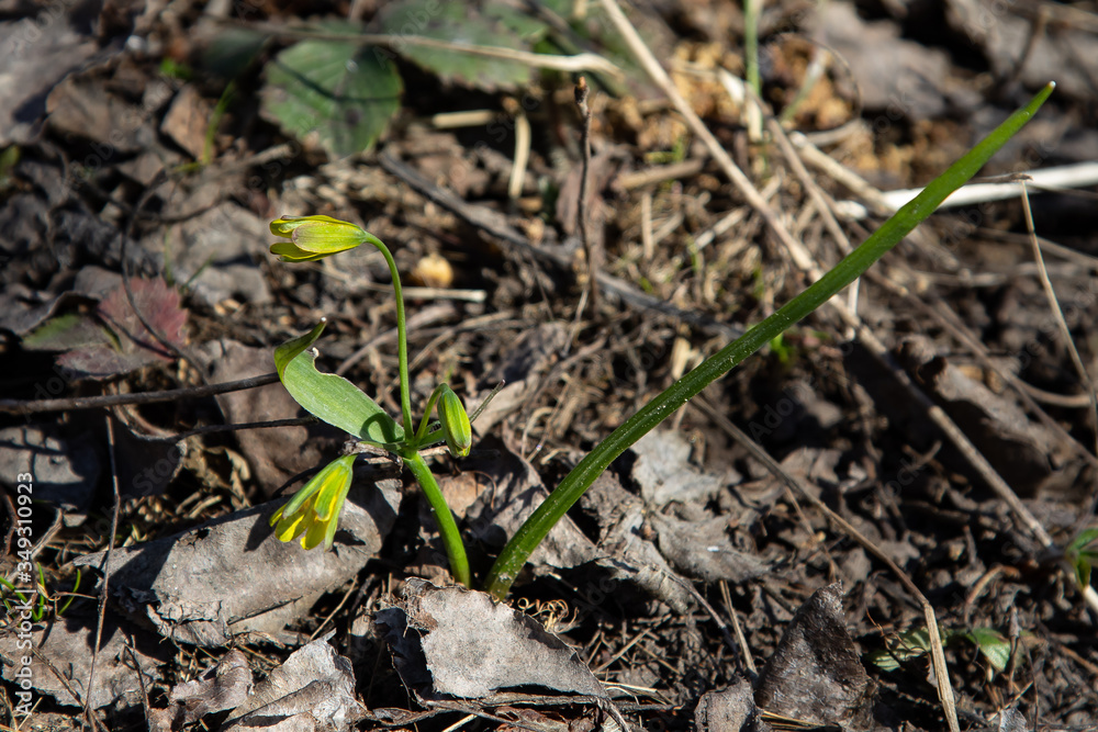 The first yellow flowers grow on the ground The first yellow flowers grow on the ground