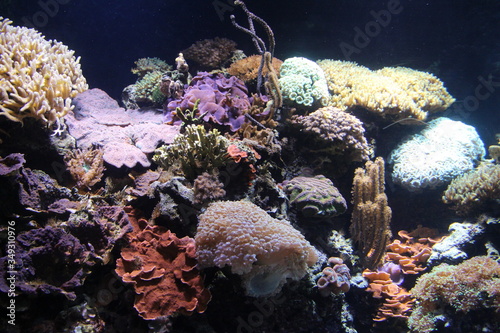 Fototapeta Naklejka Na Ścianę i Meble -  coral reef and coral