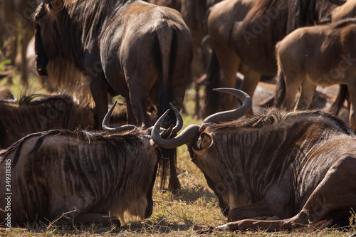 Canvas Print Group of wildebeasts during safari in National Park of Serengeti, Tanzania