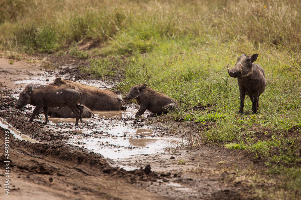 Warthog in mud during safari in Serengeti National Park, Tanzania. Wild nature of Africa. Warthog in mud during safari in Serengeti National Park, Tanzania. Wild nature of Africa.