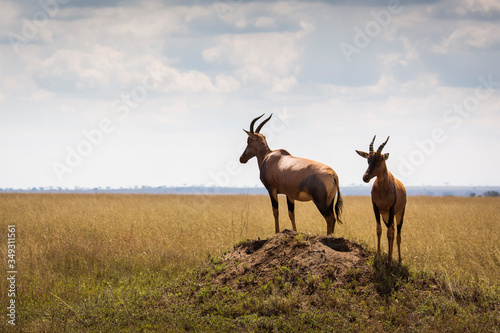 Closeup of Impala image taken on Safari located in the Serengeti, National park, Tanzania. Wild nature of Africa.. photo