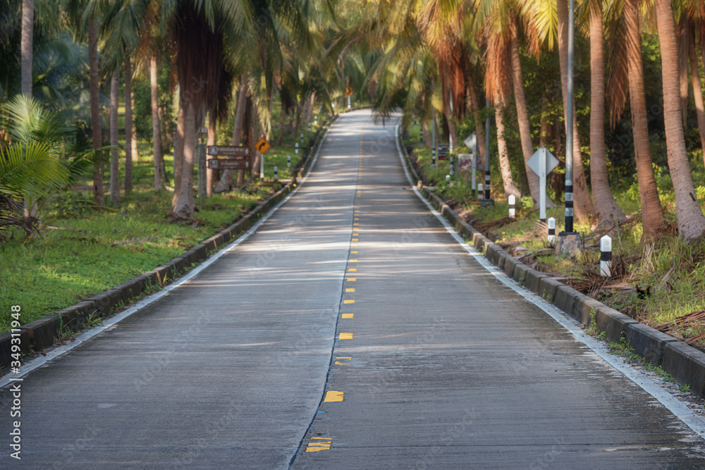.empty winding road in jungle between Coconut palms in tropical island Ko Pha Ngan to Haad Sadet Beach .empty winding road in jungle between Coconut palms in tropical island Ko Pha Ngan to Haad Sadet Beach