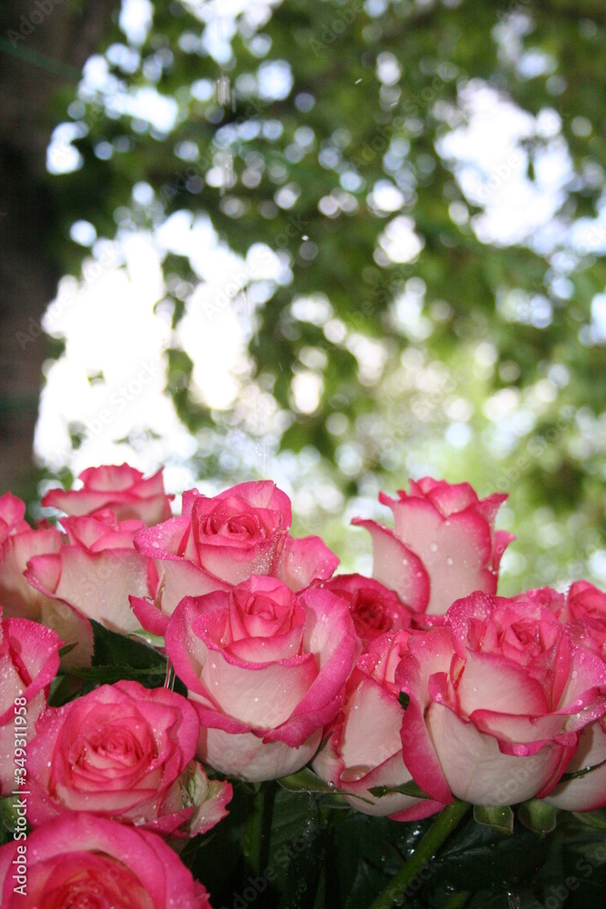 pink roses in a garden