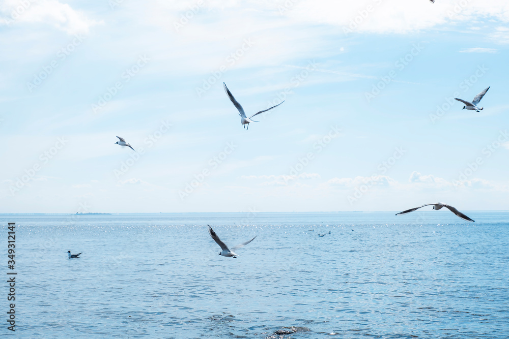 A flock of seagulls flying over the sea background. Birds over the water. Seagulls fly over the sea against the blue sky.