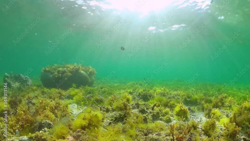 Coral reef underwater with tropical fish. Hard and soft corals, underwater landscape. Travel vacation concept. Panglao, Bohol, Philippines. Coral reef underwater with tropical fish. Hard and soft corals, underwater landscape. Travel vacation concept. Panglao, Bohol, Philippines.