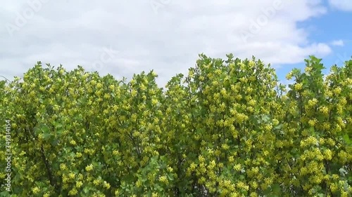 Yellow wildflowers of Canada