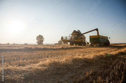 yellow harvesting machine, collecting the harvest from a wheat field at sunset on a summer day. unloading on a trailer and tractor © David Fuentes