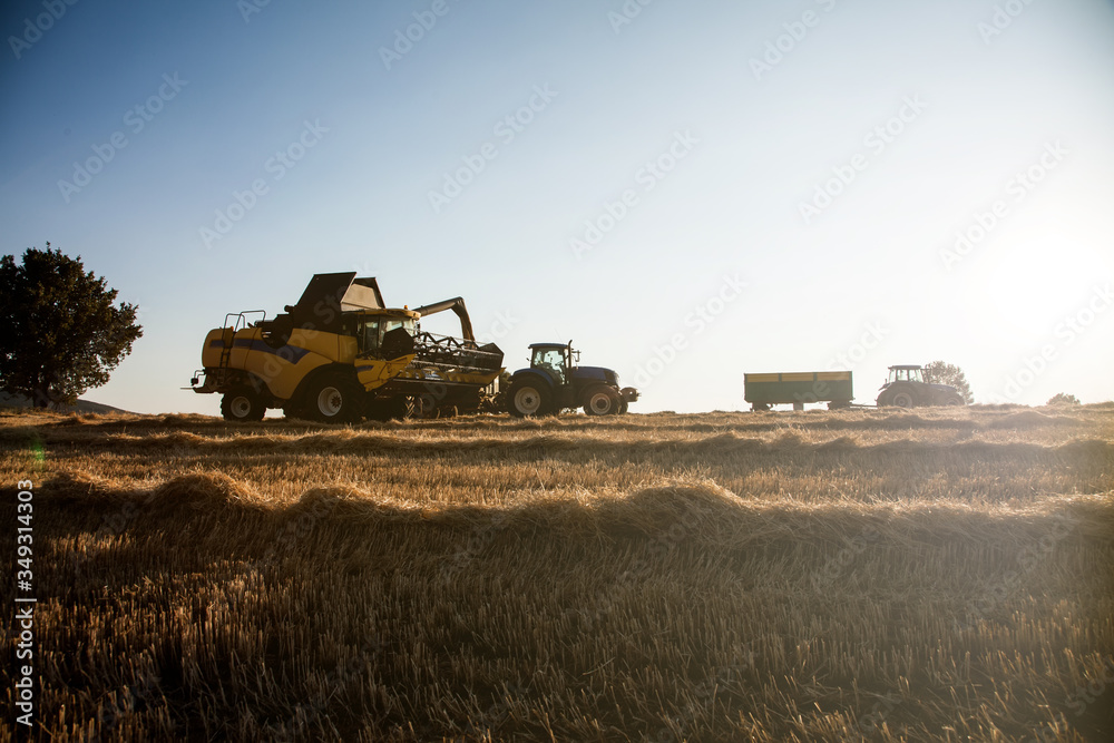 Fototapeta premium yellow harvesting machine, collecting the harvest from a wheat field at sunset on a summer day. unloading on a trailer and tractor