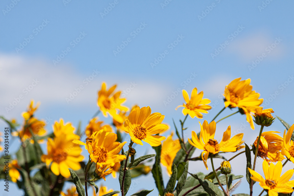 Yellow Wildflowers in Bloom