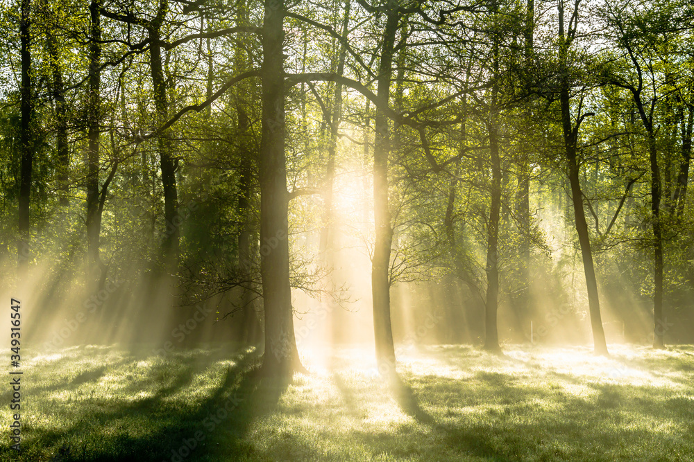 Fototapeta premium Bright morning in the forest with mist