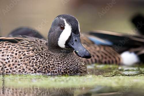 Blue-winged Teal (Anas discors).