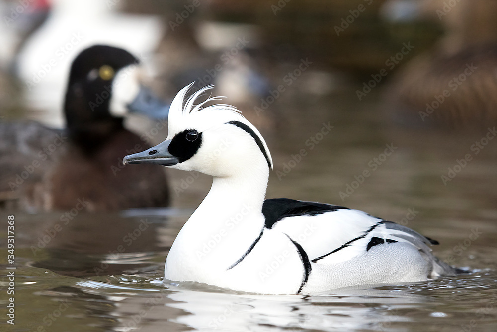 Smew (Mergellus albellus). Smew (Mergellus albellus).