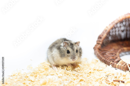Cute hamster with his wooden house
