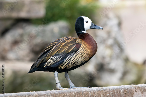 White-faced Whistling Duck (Dendrocygna viduata).