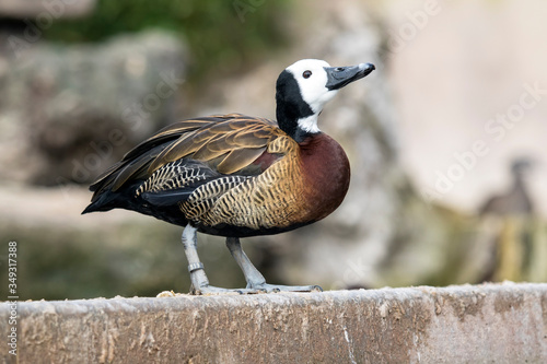 Photos White-faced Whistling Duck (Dendrocygna viduata).