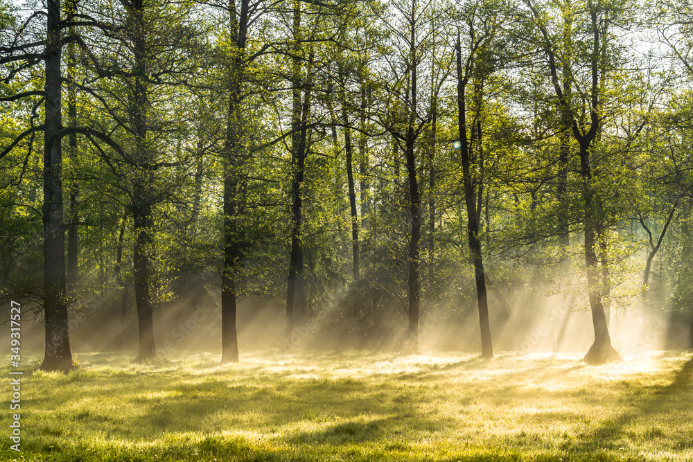 Naklejka premium Bright morning in the forest with mist