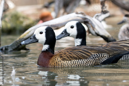 White-faced Whistling Duck (Dendrocygna viduata).