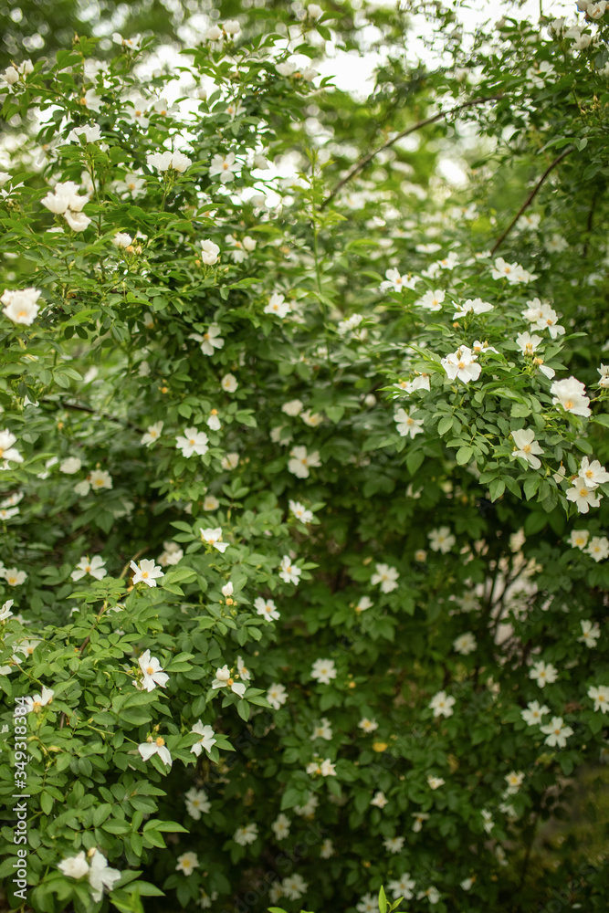 A flowering Bush of decorative rosehip. the concept of spring rebirth of nature. selective focus. A flowering Bush of decorative rosehip. the concept of spring rebirth of nature. selective focus.