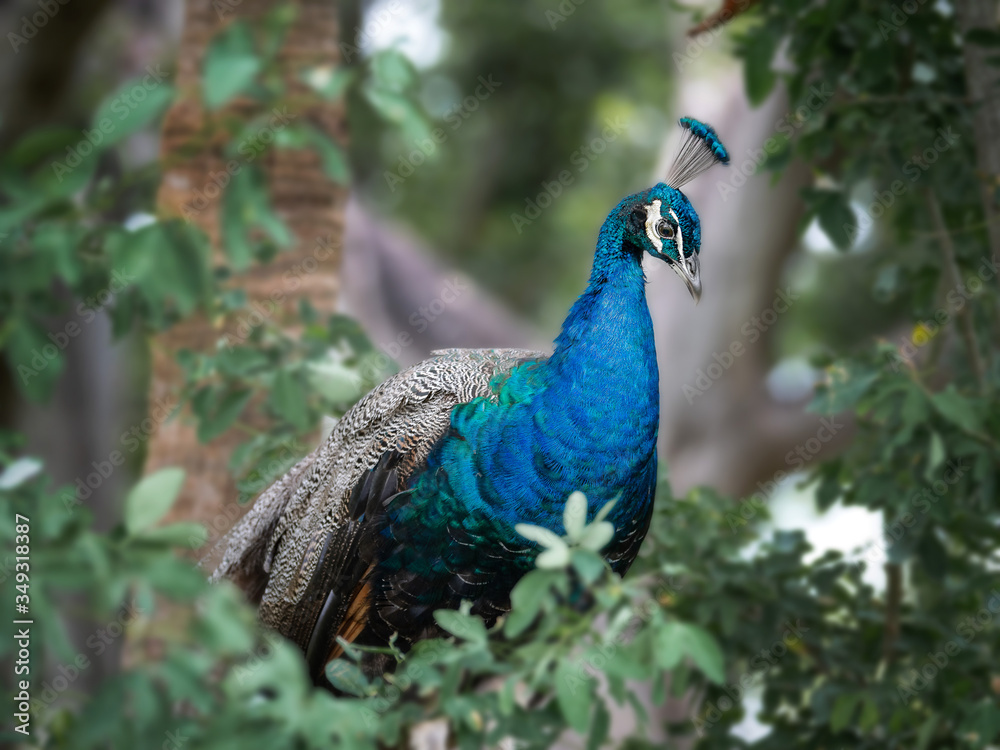Indian peafowl peacock perched in tree Indian peafowl peacock perched in tree
