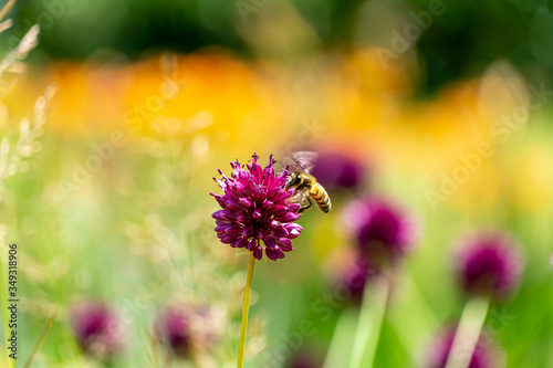 purple flowers in the garden with a bee