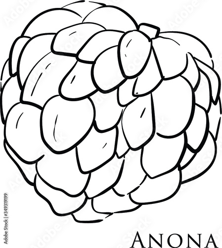 Vector illustration of fruit anons. Black and white isolated sketch of fruit lines on a white background
