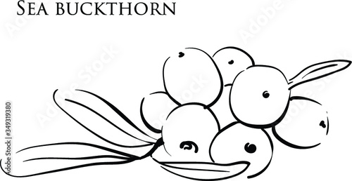 Black and white vector illustration of a branch with sea buckthorn on a white background. Natural ingredient for cosmetics, medicine, drinks