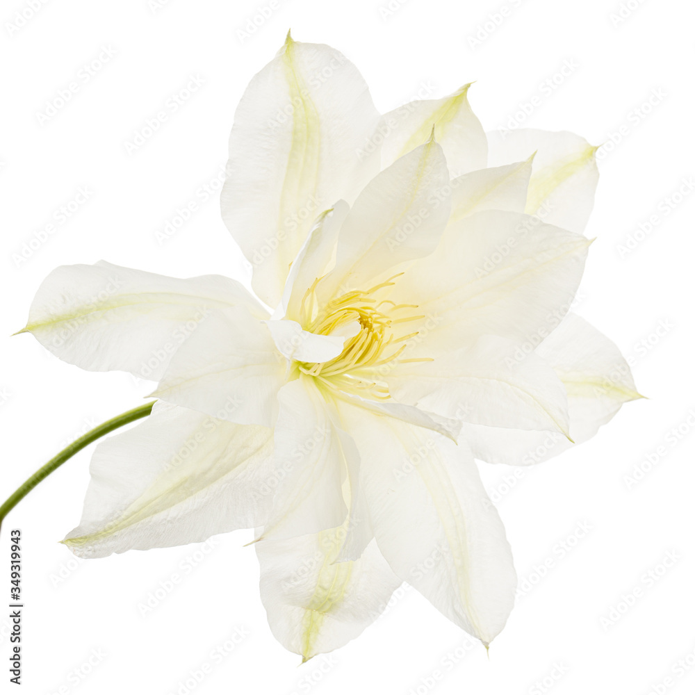 Fototapeta premium White flower of clematis, isolated on white background
