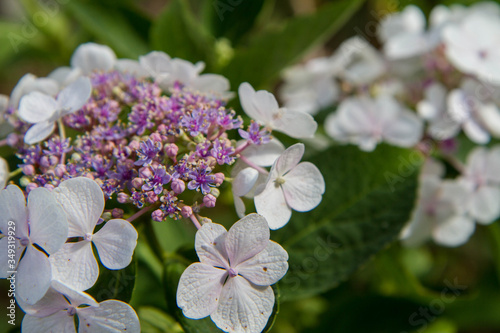 Hydrangea white flowers in close up