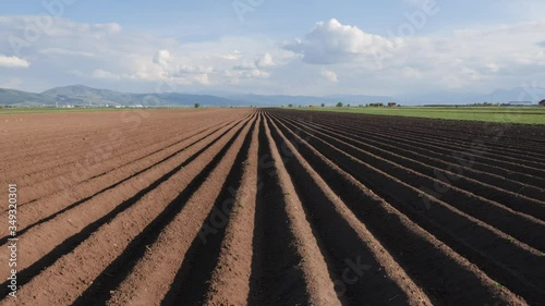 Potato field in spring after sowing - camera rise and reveal the furrows on farmland in late afternoon lights or sunset time. 