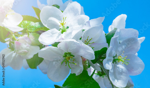 Springtime. Apple blossom. Beautiful gentle spring background. lush white flowers on blue sky background
