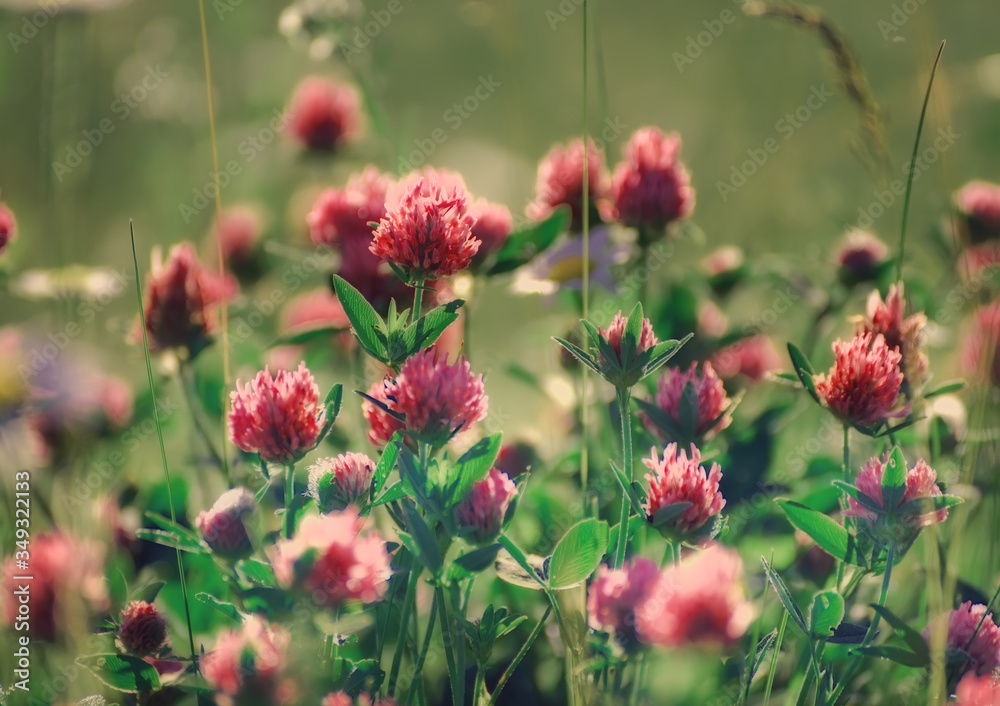 Lush flowering of field clover in the meadow. pastel tone.
Lush flowering of field clover in the meadow. pastel tone.