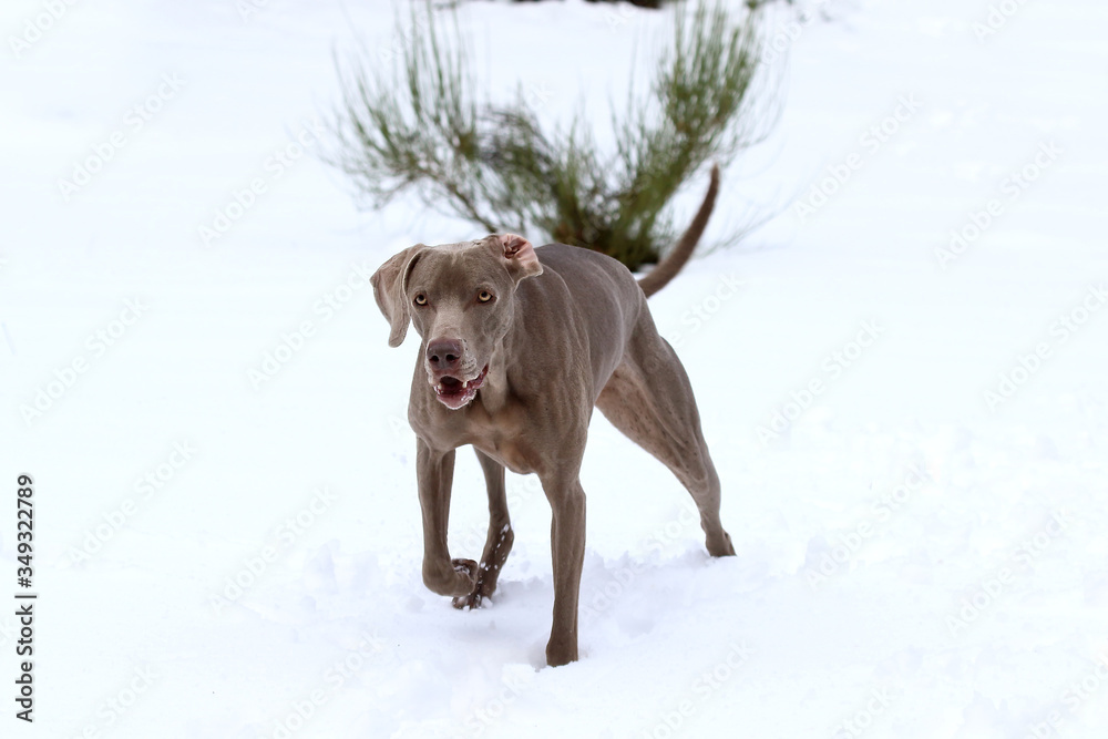 Female adult weimaraner on the snow. Female adult weimaraner on the snow.