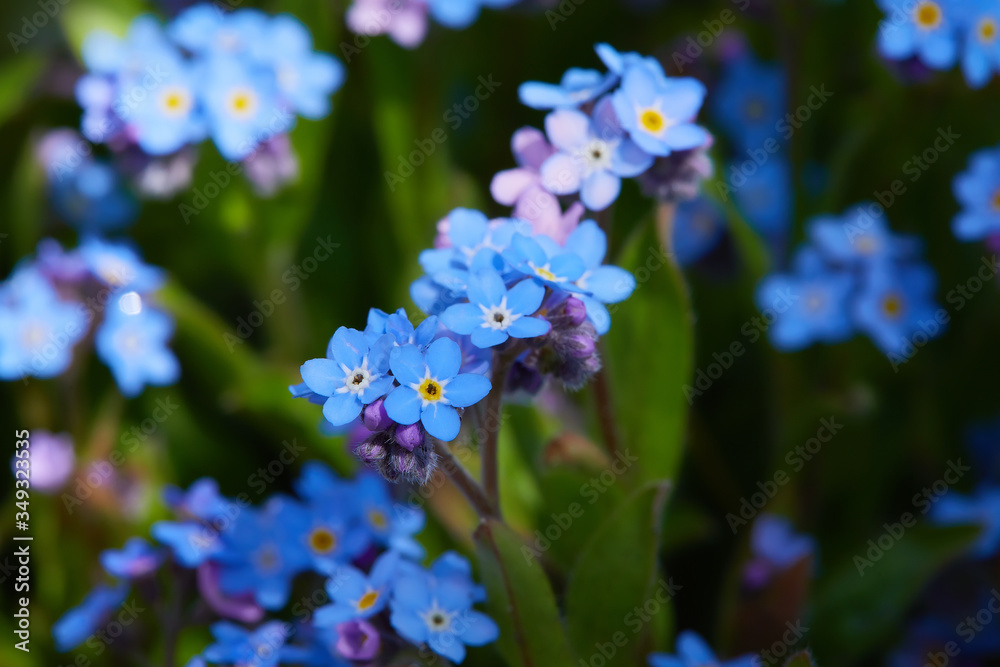 Small blue forget-me-nots or Scorpion grass flowers, Myosotis, growing in a garden in a sunny spring day. Small blue forget-me-nots or Scorpion grass flowers, Myosotis, growing in a garden in a sunny spring day.