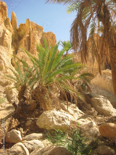 The landscape of Tozeur in Tunisia.