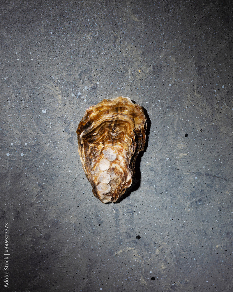 Naklejka premium Oyster shell on a gray background with a blue tint. One shell on the table. Concept of a picture, postcard