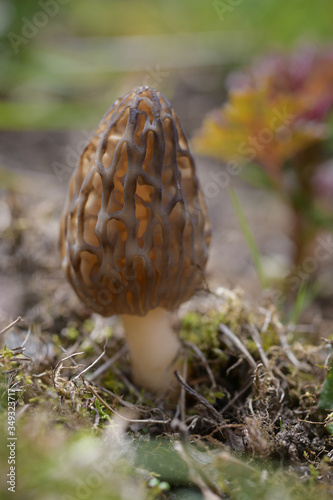 Beautiful small mushroom Morchella with a frosted surface among the grass close up