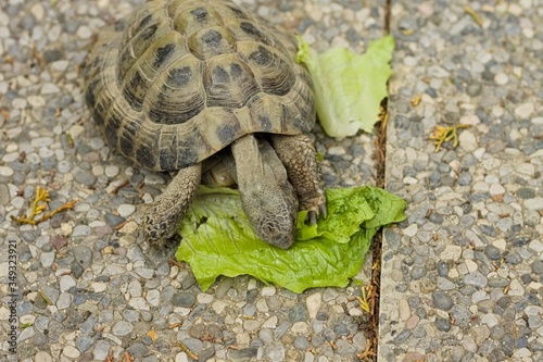 A land turtle is eating a lettuce leaf in the garden (Pesaro, Italy, Europe)