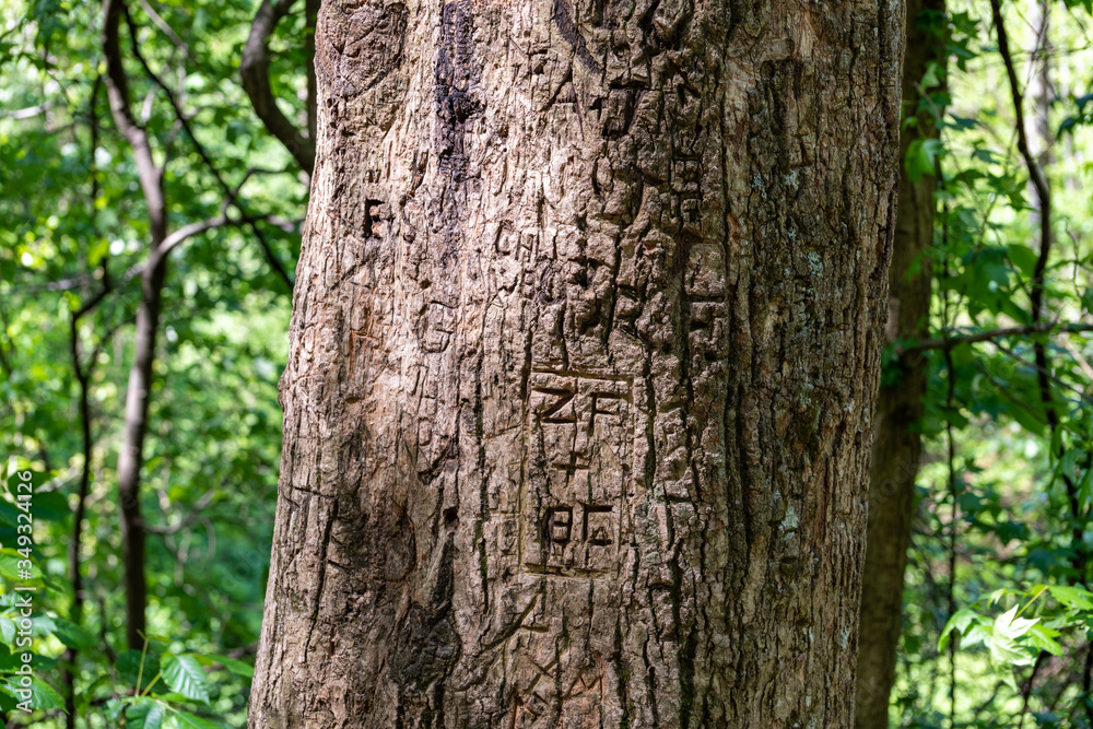 Tree with carvings Tree with carvings