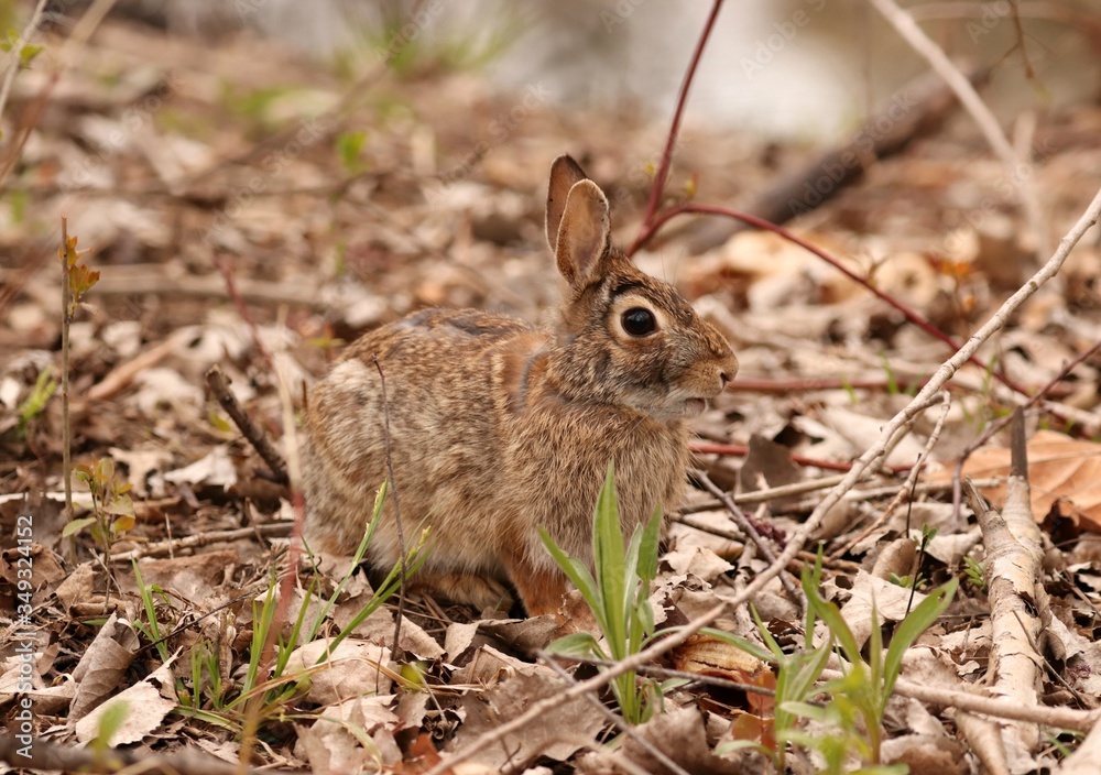 Fototapeta premium Eastern Cottontail Rabbit
