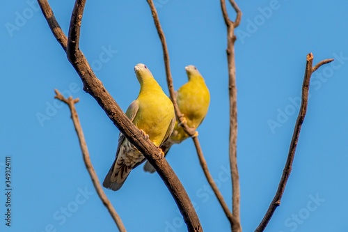 Yellow-footed green pigeon pair sittng on a branch of a tree, state bird of Maharashtra(Hariyal). photo