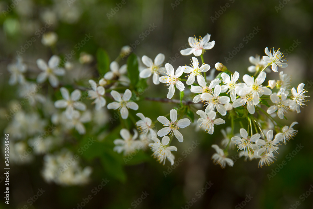 Cherry flowers on a branch in the backlight. Spring background.Blur.