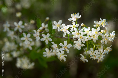 Cherry flowers on a branch in the backlight. Spring background.Blur.
