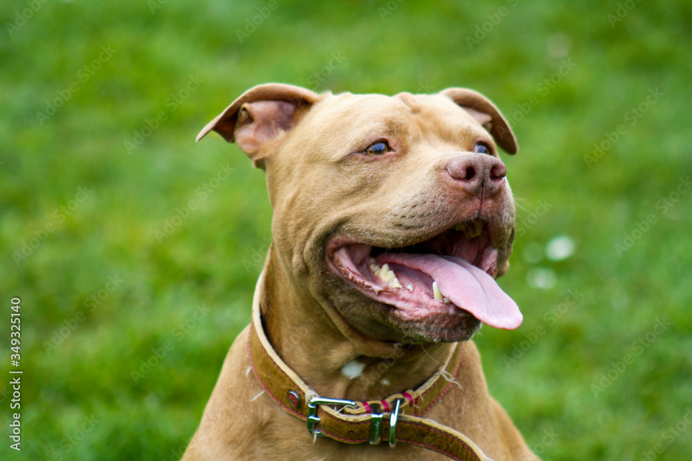 portrait of a terrier pit bull