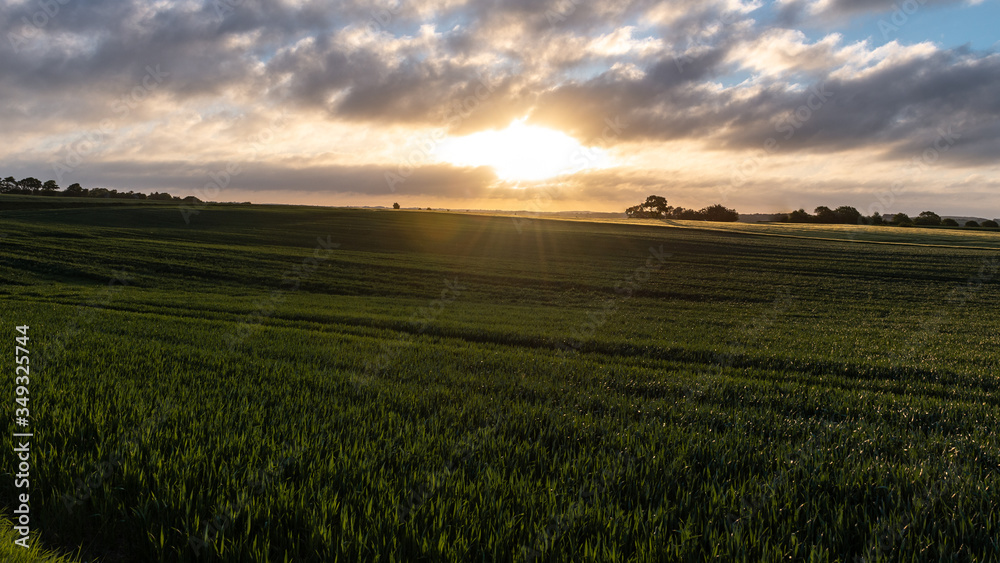 The Fields of unripe grain in Denmark during the sunset