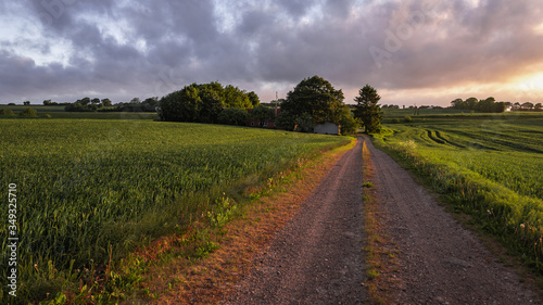 Landscape in Denmark with immature grain  path  sunset and homestead