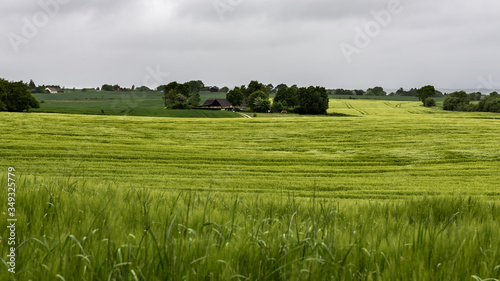 Landscape in Denmark with immature grain, cloudy sky and homesteads
