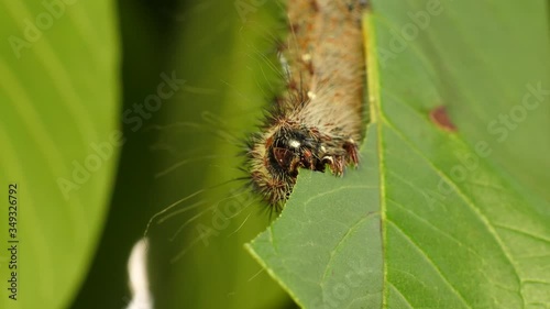 Extreme close up portrait of hairy Variable Prince caterpillar eating a green leaf, South Africa