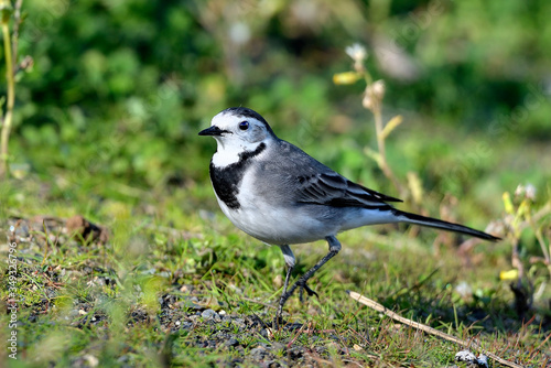  lavandera blanca en el parque junto al estanque (Motacilla alba) Marbella Andalucía España