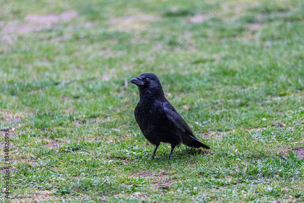 Crow walking on the grass Crow walking on the grass