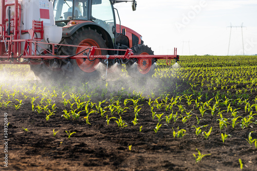 Tractor spraying young corn with pesticides